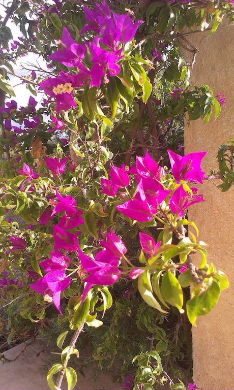 Agriturismo Su Birde Orosei Δωμάτιο φωτογραφία